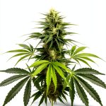 Marijuana Cultivation Kindle Guide – 108-Page 2024 Greenhouse Handbook-0