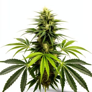 Marijuana Cultivation Kindle Guide – 108-Page 2024 Greenhouse Handbook-0